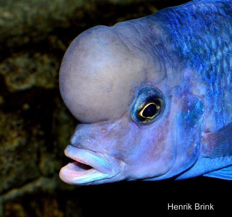 Cyrtocara moorii 'Chilumba'